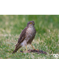 گونه قرقی Eurasian Sparrowhawk